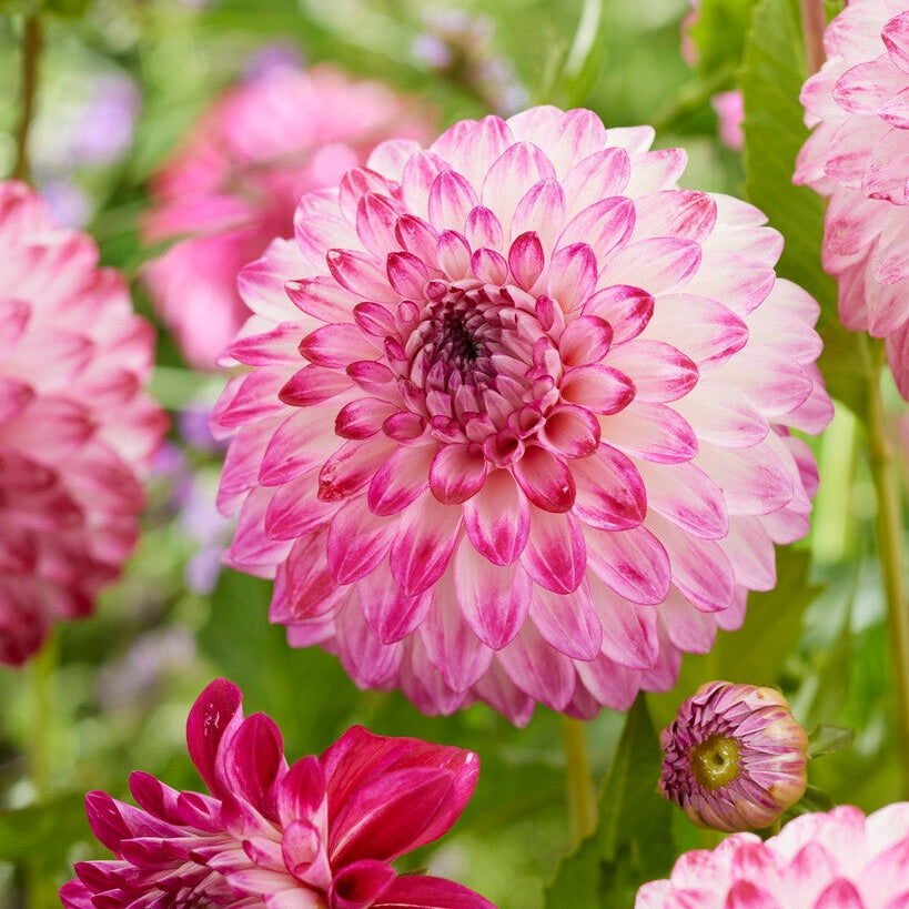 Dahlia Dekorativ Caproz Pizzazz 1-pack NYHET